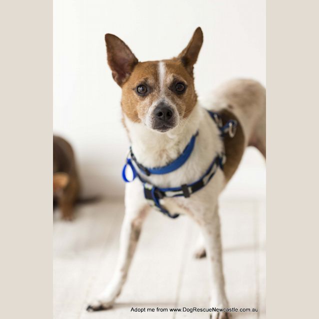 Photo of Alex (On Trial 22/11/14) ~ Mini Foxy