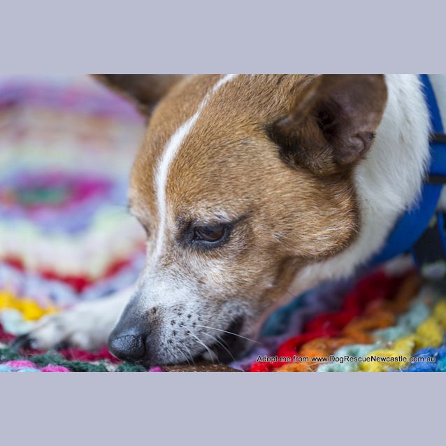 Photo of Alex (On Trial 22/11/14) ~ Mini Foxy