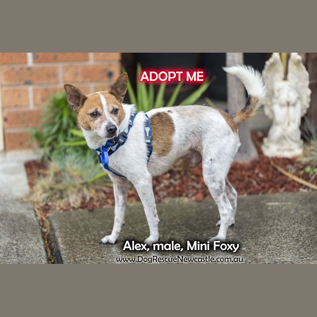 Photo of Alex (On Trial 22/11/14) ~ Mini Foxy