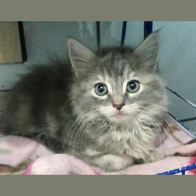 Photo of Bronti & Tiara