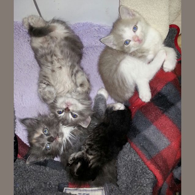 Photo of Bronti & Tiara