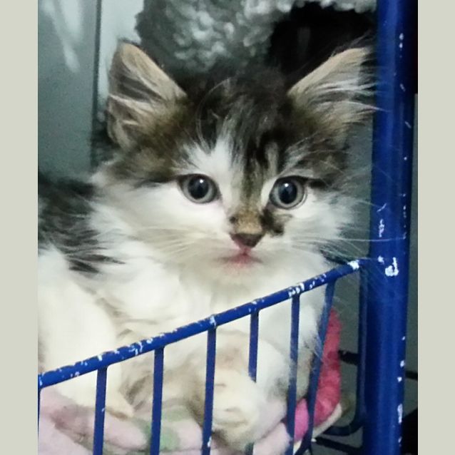 Photo of Chaz & Sonny