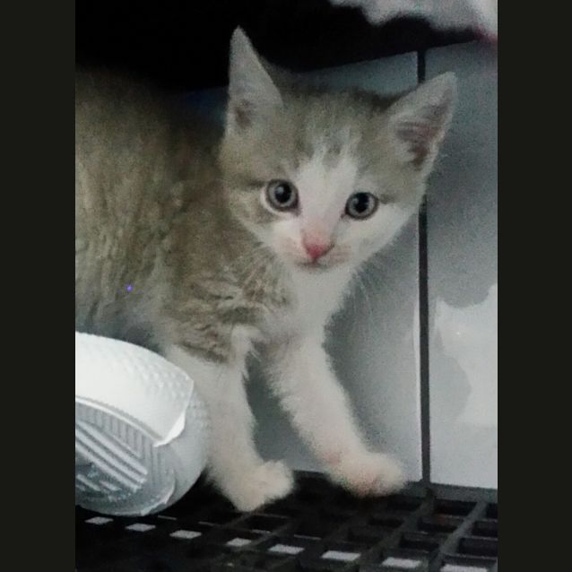 Photo of Chaz & Sonny