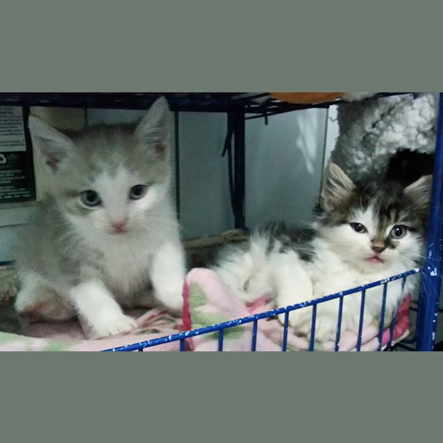 Photo of Chaz & Sonny