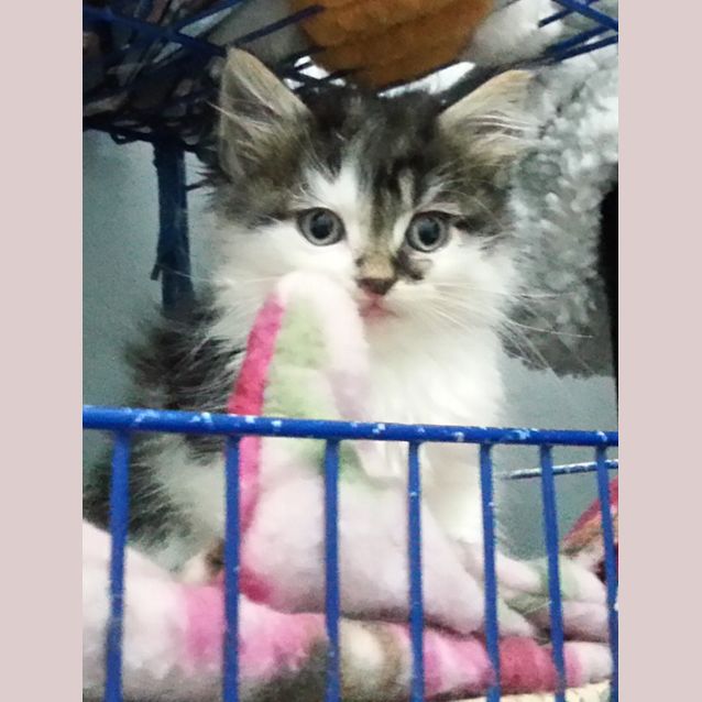 Photo of Chaz & Sonny