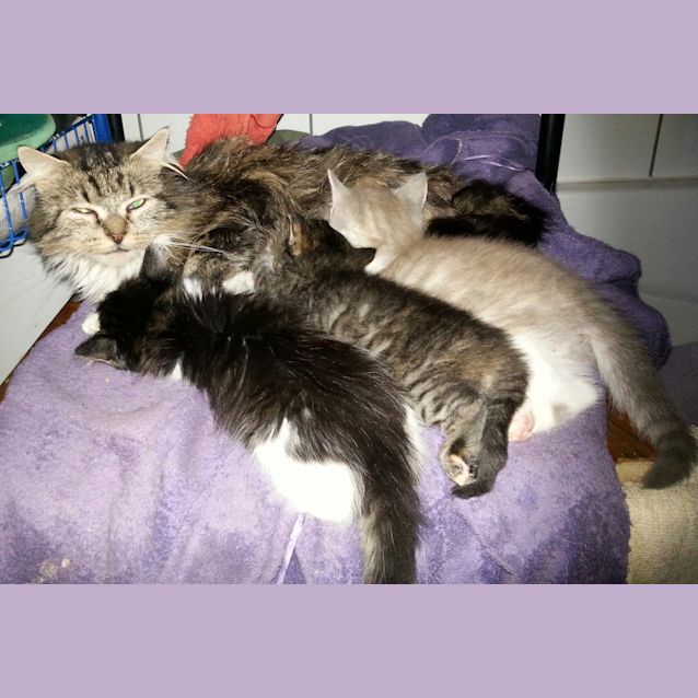 Photo of Chaz & Sonny