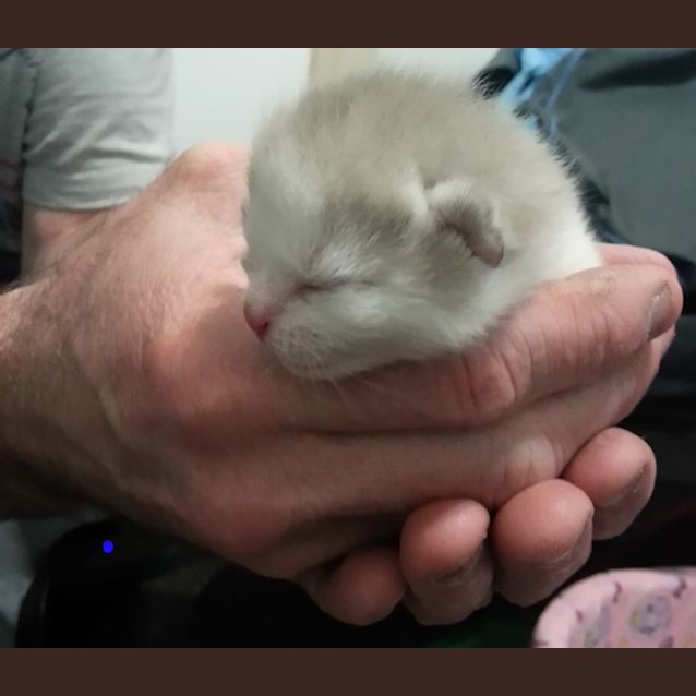 Photo of Chaz & Sonny