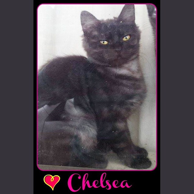 Photo of Chelsea