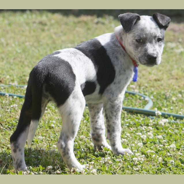 Photo of Leelu ~ Rehomed 19/11/2014