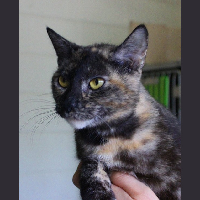 Photo of Morticia