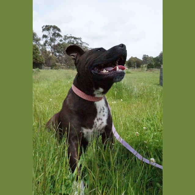 Photo of Diesel