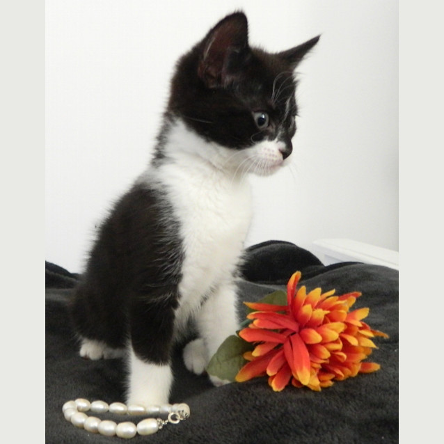 Photo of "Cleo"   Purrfect Match