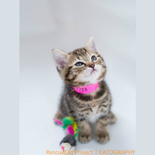 Photo of "Tigerlily"   Purrfect Match