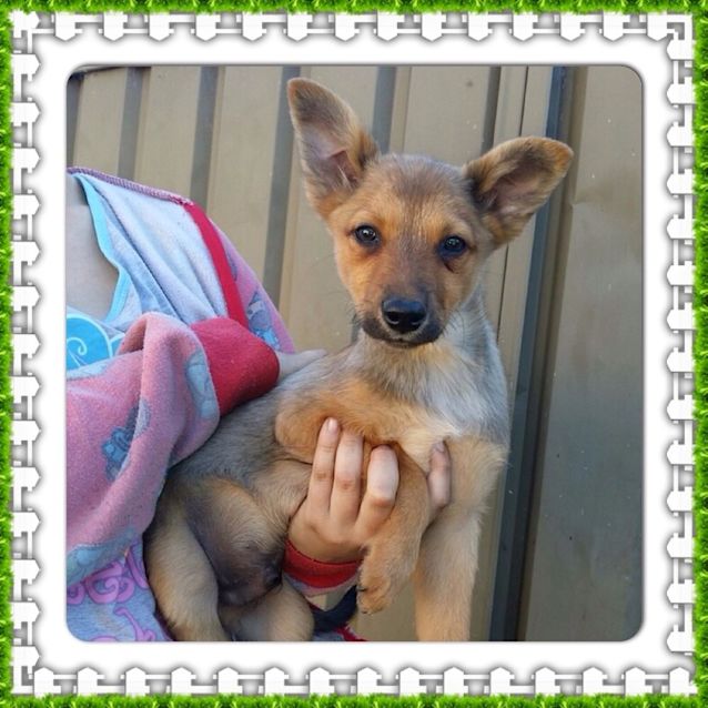 Photo of Eddie ** A Divine Natured Pup **