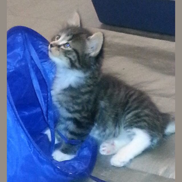 Photo of Sweet Tiger Needs A Home