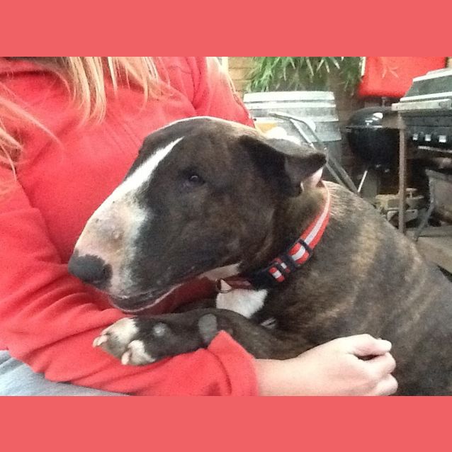 Photo of Hank The Heart Throb