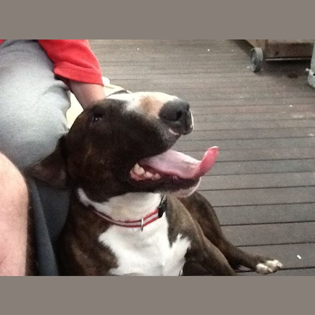 Photo of Hank The Heart Throb