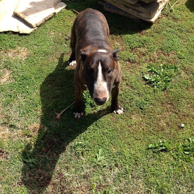 Photo of Hank The Heart Throb