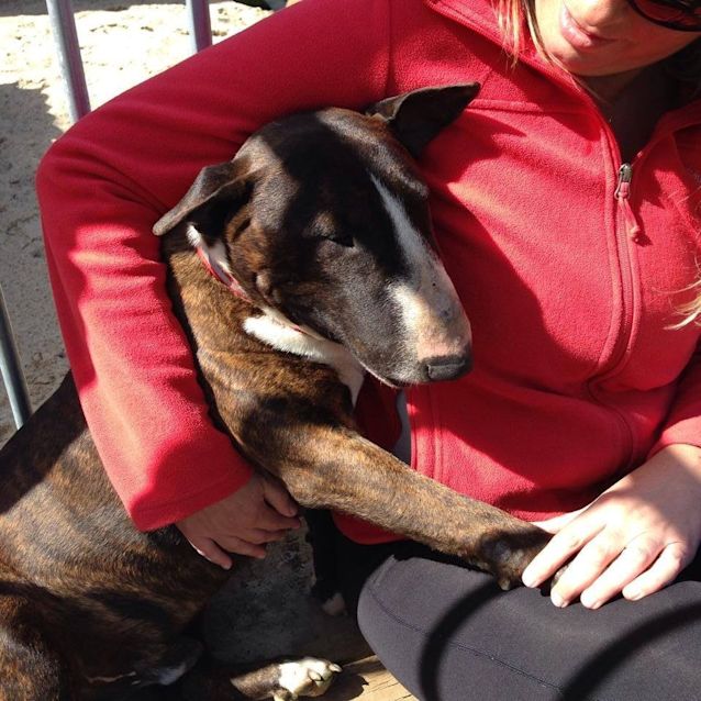 Photo of Hank The Heart Throb