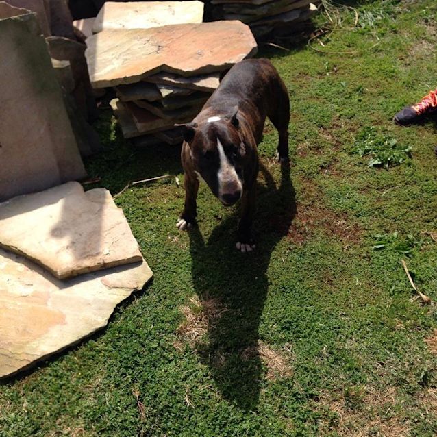 Photo of Hank The Heart Throb