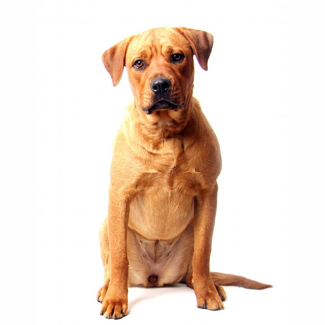 Photo of Mc Kenna (On Trial 21/11/14)~ Rotti X Labrador