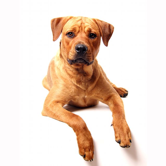 Photo of Mc Kenna (On Trial 21/11/14)~ Rotti X Labrador