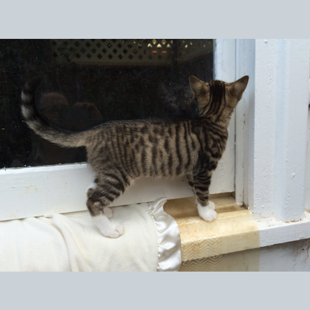 Photo of Lucky Chance