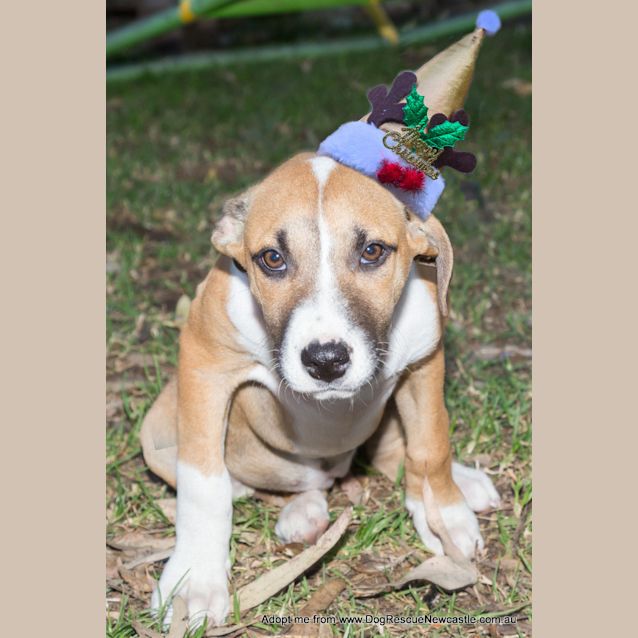 Photo of Puppy Rain (On Trial 23/11/14)~ Ridgeback X 