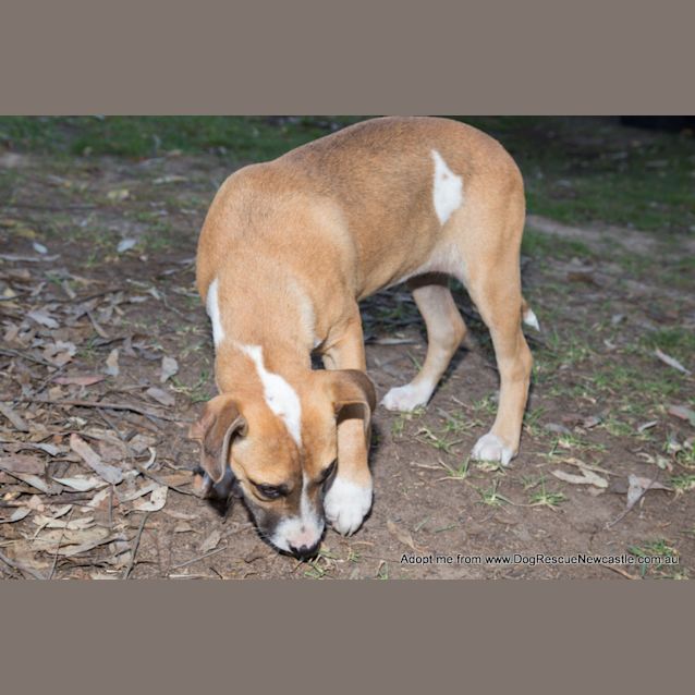 Photo of Puppy Rain (On Trial 23/11/14)~ Ridgeback X 