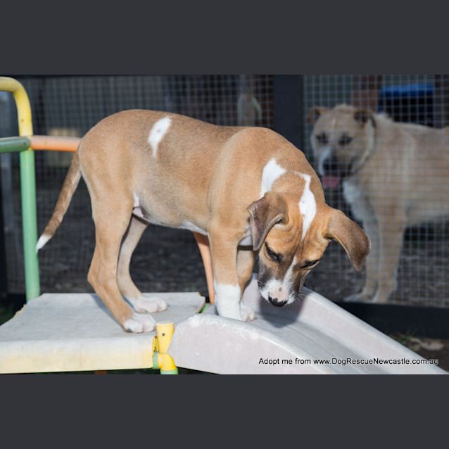 Photo of Puppy Rain (On Trial 23/11/14)~ Ridgeback X 