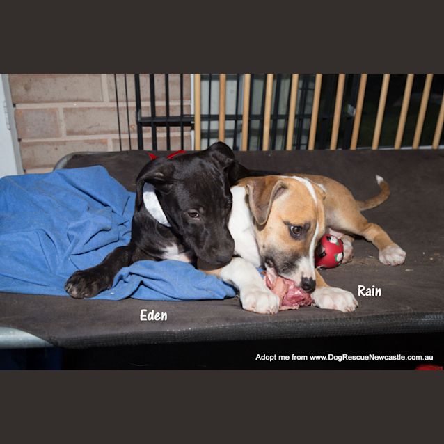 Photo of Puppy Rain (On Trial 23/11/14)~ Ridgeback X 