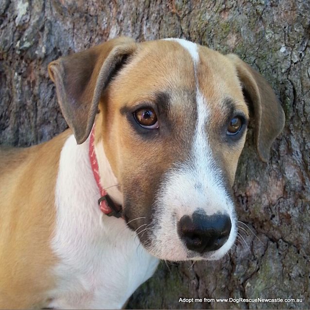 Photo of Puppy Rain (On Trial 23/11/14)~ Ridgeback X 