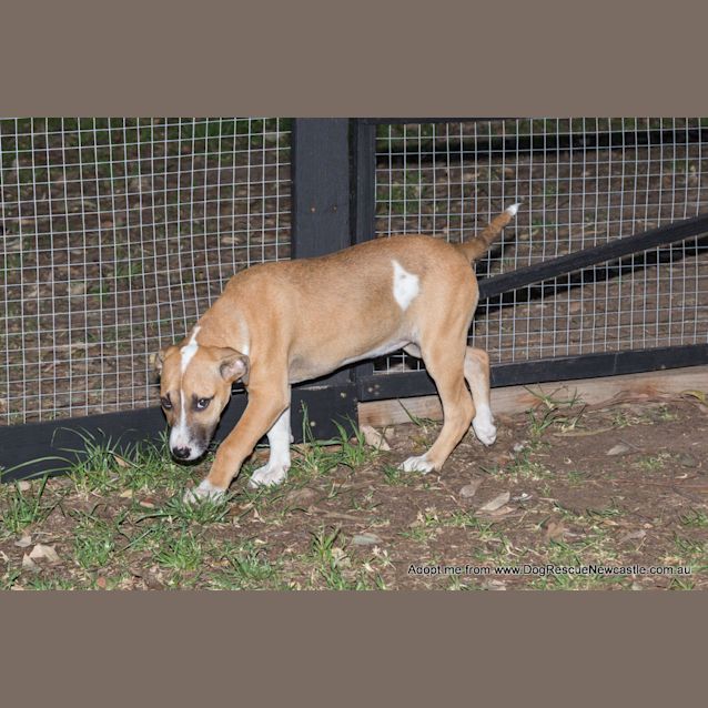 Photo of Puppy Rain (On Trial 23/11/14)~ Ridgeback X 