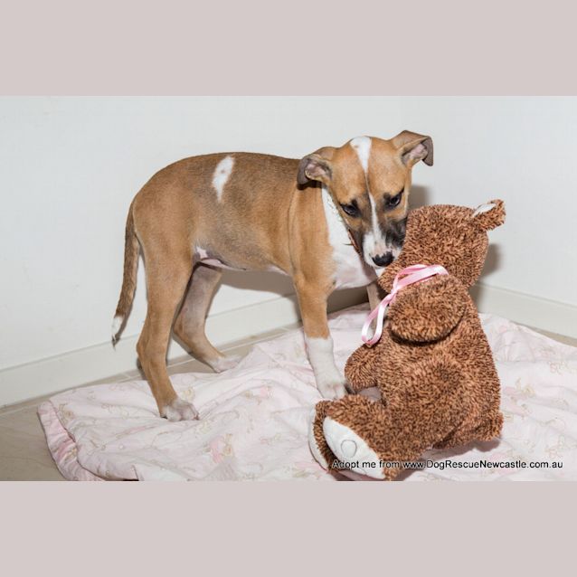 Photo of Puppy Rain (On Trial 23/11/14)~ Ridgeback X 