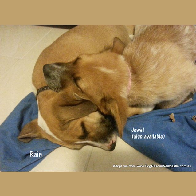 Photo of Puppy Rain (On Trial 23/11/14)~ Ridgeback X 