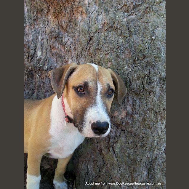 Photo of Puppy Rain (On Trial 23/11/14)~ Ridgeback X 