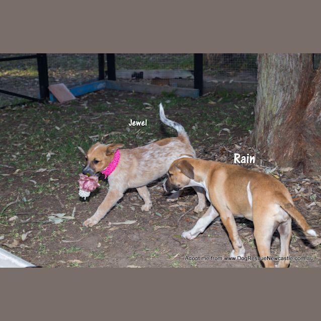 Photo of Puppy Rain (On Trial 23/11/14)~ Ridgeback X 