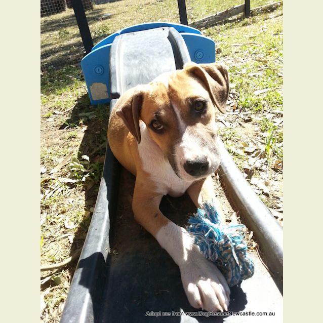 Photo of Puppy Rain (On Trial 23/11/14)~ Ridgeback X 