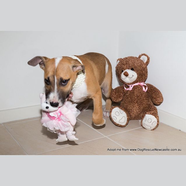 Photo of Puppy Rain (On Trial 23/11/14)~ Ridgeback X 