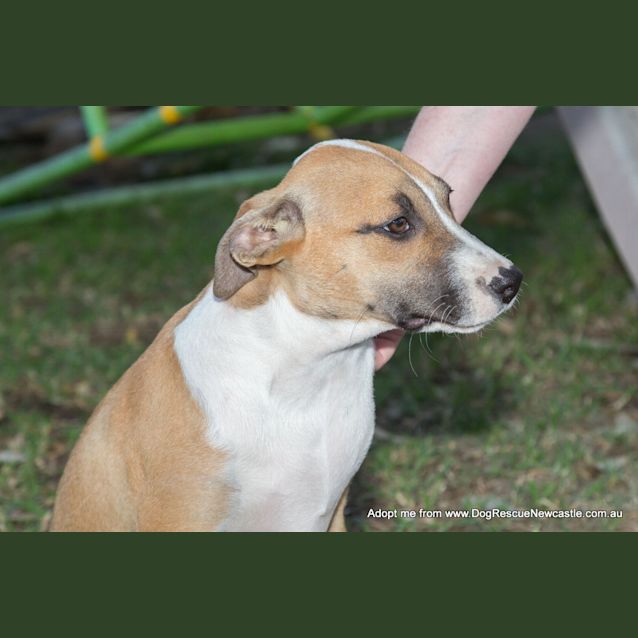 Photo of Puppy Rain (On Trial 23/11/14)~ Ridgeback X 