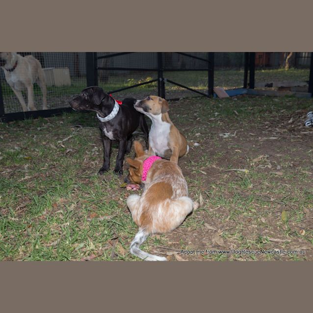 Photo of Puppy Rain (On Trial 23/11/14)~ Ridgeback X 