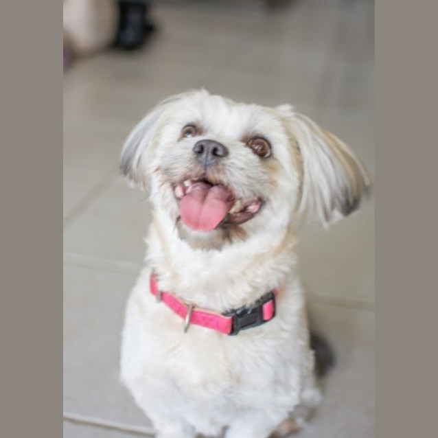 Photo of Daisy (On Trial 15/11/14) ~ Shih Tzu X Maltese
