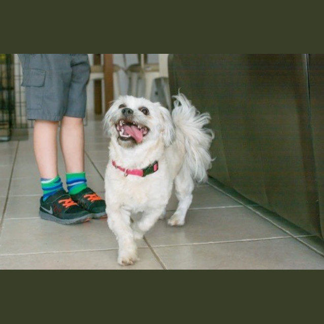 Photo of Daisy (On Trial 15/11/14) ~ Shih Tzu X Maltese