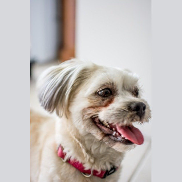 Photo of Daisy (On Trial 15/11/14) ~ Shih Tzu X Maltese