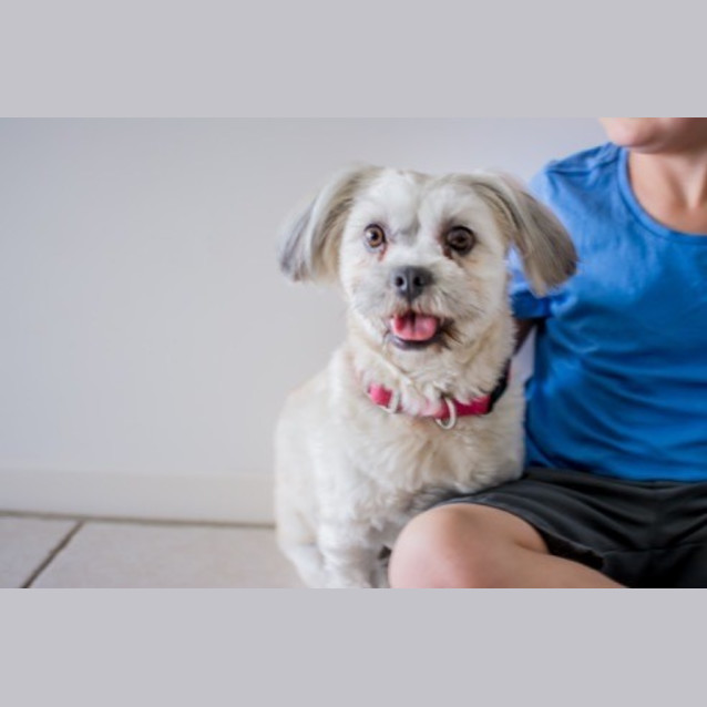 Photo of Daisy (On Trial 15/11/14) ~ Shih Tzu X Maltese