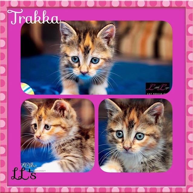 Photo of Trakka 