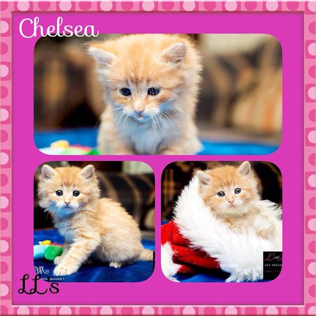 Photo of Chelsea 