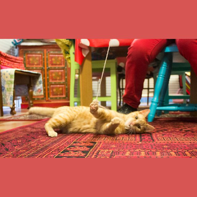 Photo of Capi $80 To Adopt!