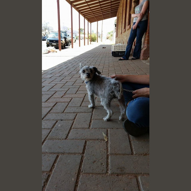 Photo of Tiny Is Only $200 To Adopt!