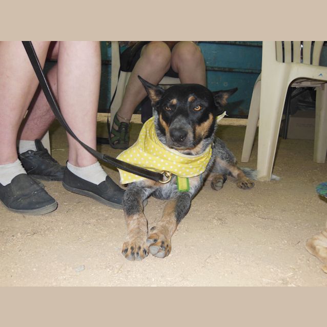 Photo of Patches